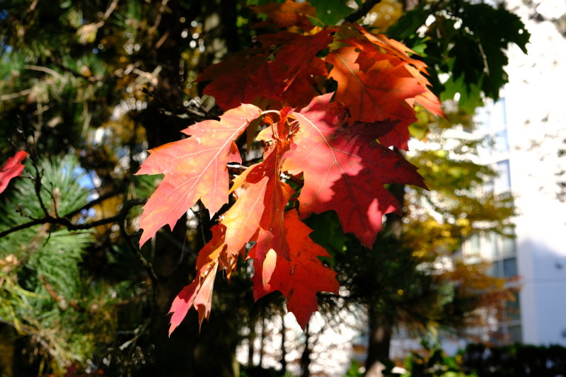 DSCF8434.JPG