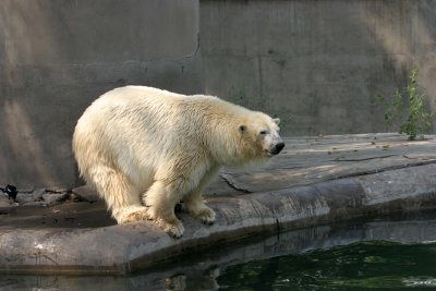 Polar Bear