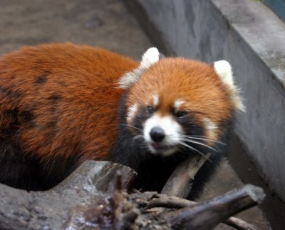 _Red Panda.JPG