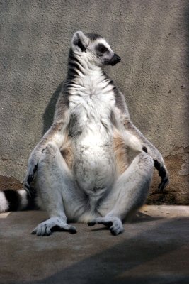 Ring-Tailed Lemur