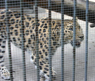 Snow Leopard