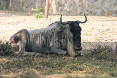 Wildebeest (Gnu)