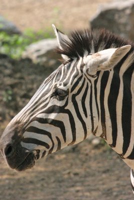 Zebra