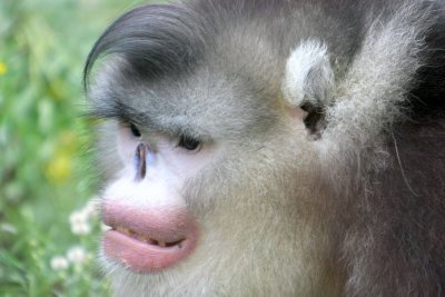 Black Snub-Nosed Monkey