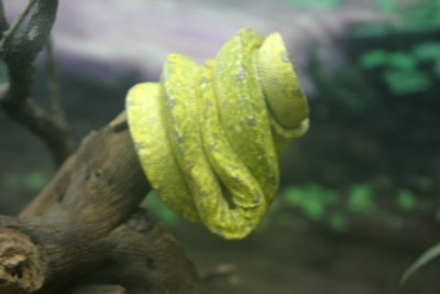 Green Tree Snake
