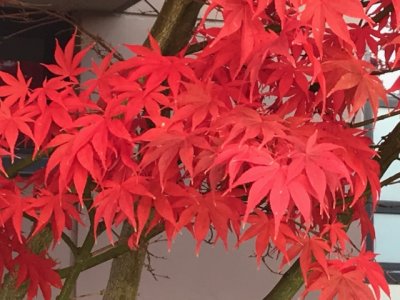 Fall Colours