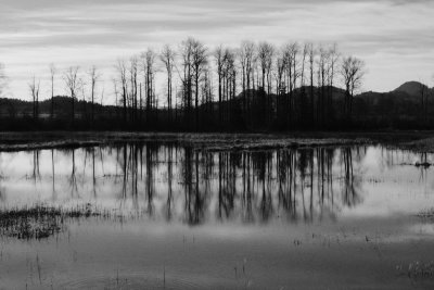 Pitt Lake Marshes