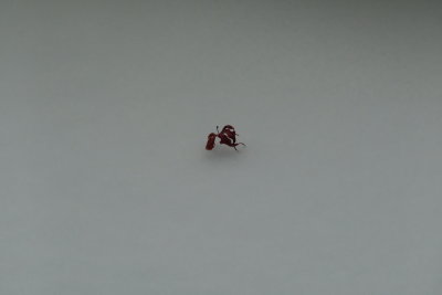 The Last Leaf of Autumn 