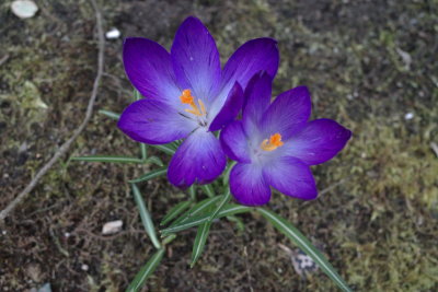 Crocus