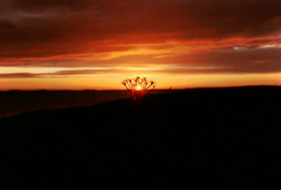  Morzhovoi Sunset Through a Pootchkie (Wild Celery)