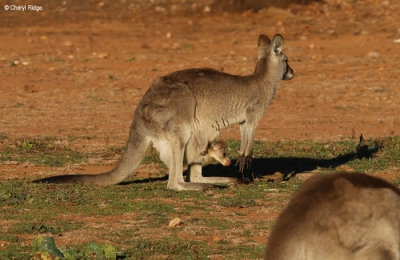 5437-warrumbungle-NP.jpg