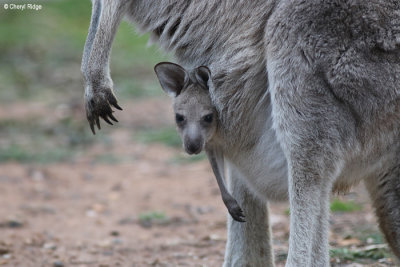 5466-warrumbungle-NP.jpg