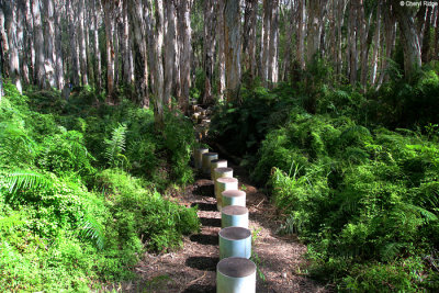 5280-paperbark-forest.jpg