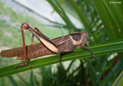 P8291103-daintree.jpg