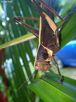 P8291111-daintree.jpg