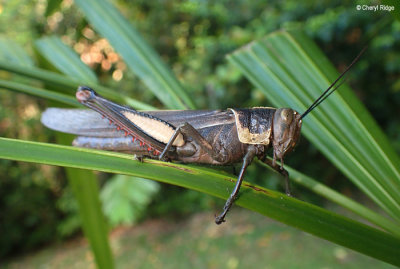 P8291117-daintree.jpg