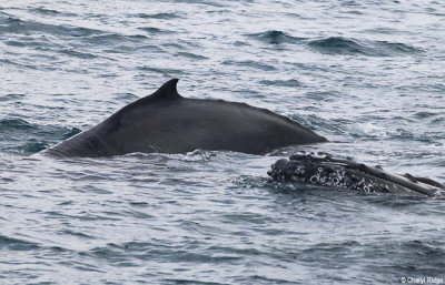 5175-humpback-whales.jpg