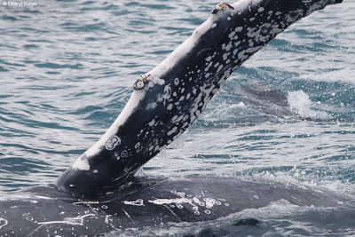 5196-humpback-whale.jpg