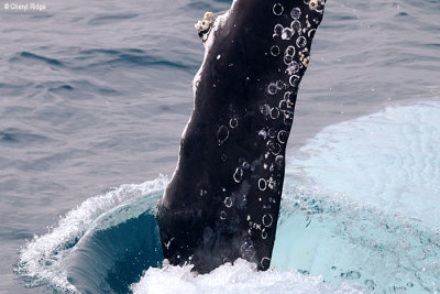 5221-humpback-whale.jpg