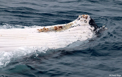 5226-humpback-whale.jpg