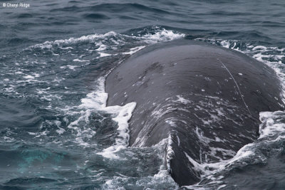 5243-humpback-whale.jpg