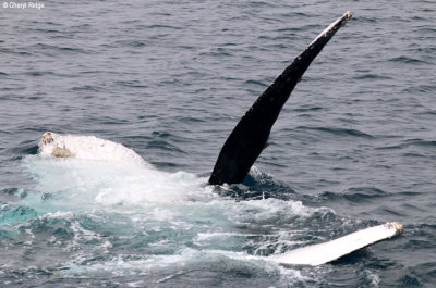5247-humpback-whale.jpg