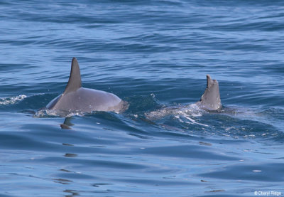 5661-dolphins.jpg