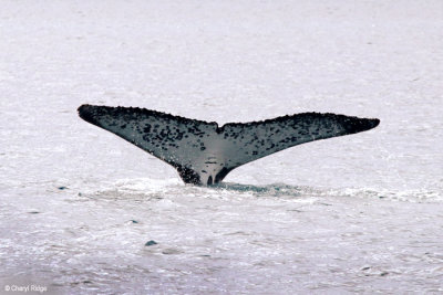 5674-humpback-whale.jpg