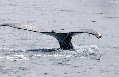 5678-humpback-whale.jpg