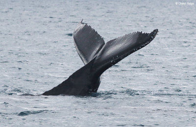5701-humpback-whale.jpg