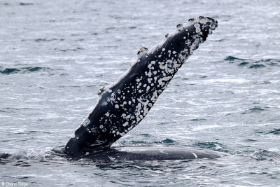5704-humpback-whale.jpg