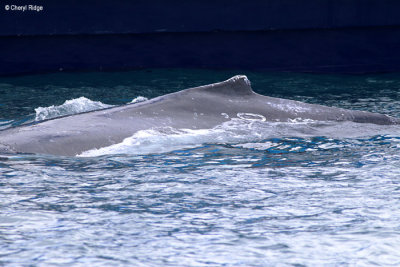 5710-humpback-whale.jpg