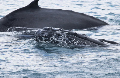 5713-humpback-whale.jpg