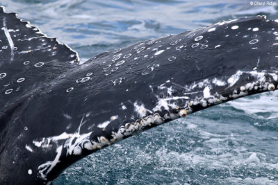 5726-humpback-whale.jpg