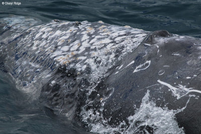 5727-humpback-whale.jpg