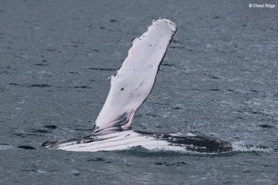 5747-humpback-whale.jpg