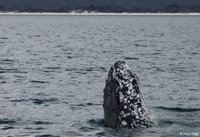 5749-humpback-whale.jpg
