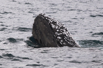 5750-humpback-whale.jpg