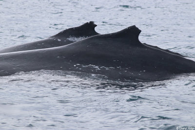5755-humpback-whales.jpg