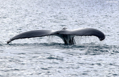 5758-humpback-whale.jpg