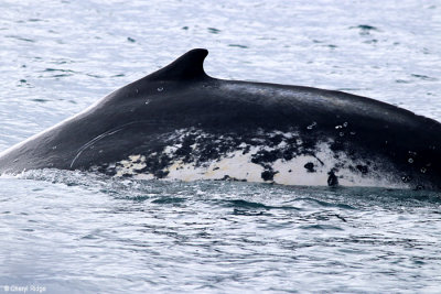 5760-humpback-whale.jpg