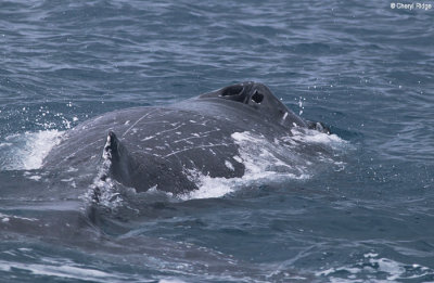 5781-humpback-whale.jpg