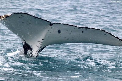 5782-humpback-whale.jpg