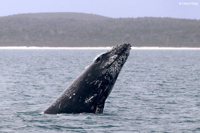 5788b-humpback-whale.jpg