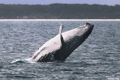 5789b-humpback-whale.jpg