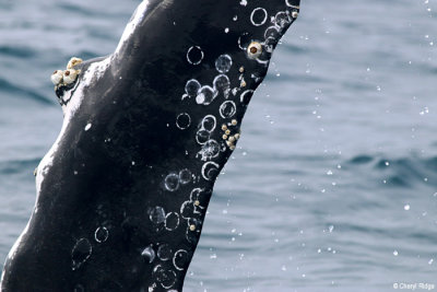 5805-humpback-whale.jpg