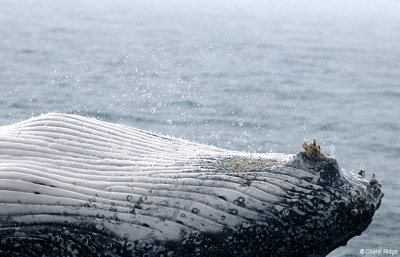 5822-humpback-whale.jpg