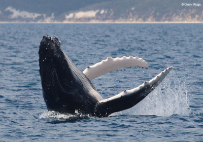 7907b-humpback-whale.jpg