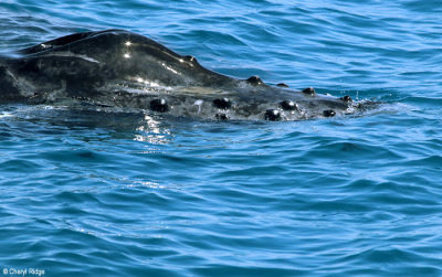 8945-humpback-whale.jpg