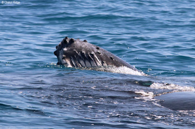8955-humpback-whale.jpg